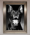 Angry Doberman Dog Framed Wall Art print