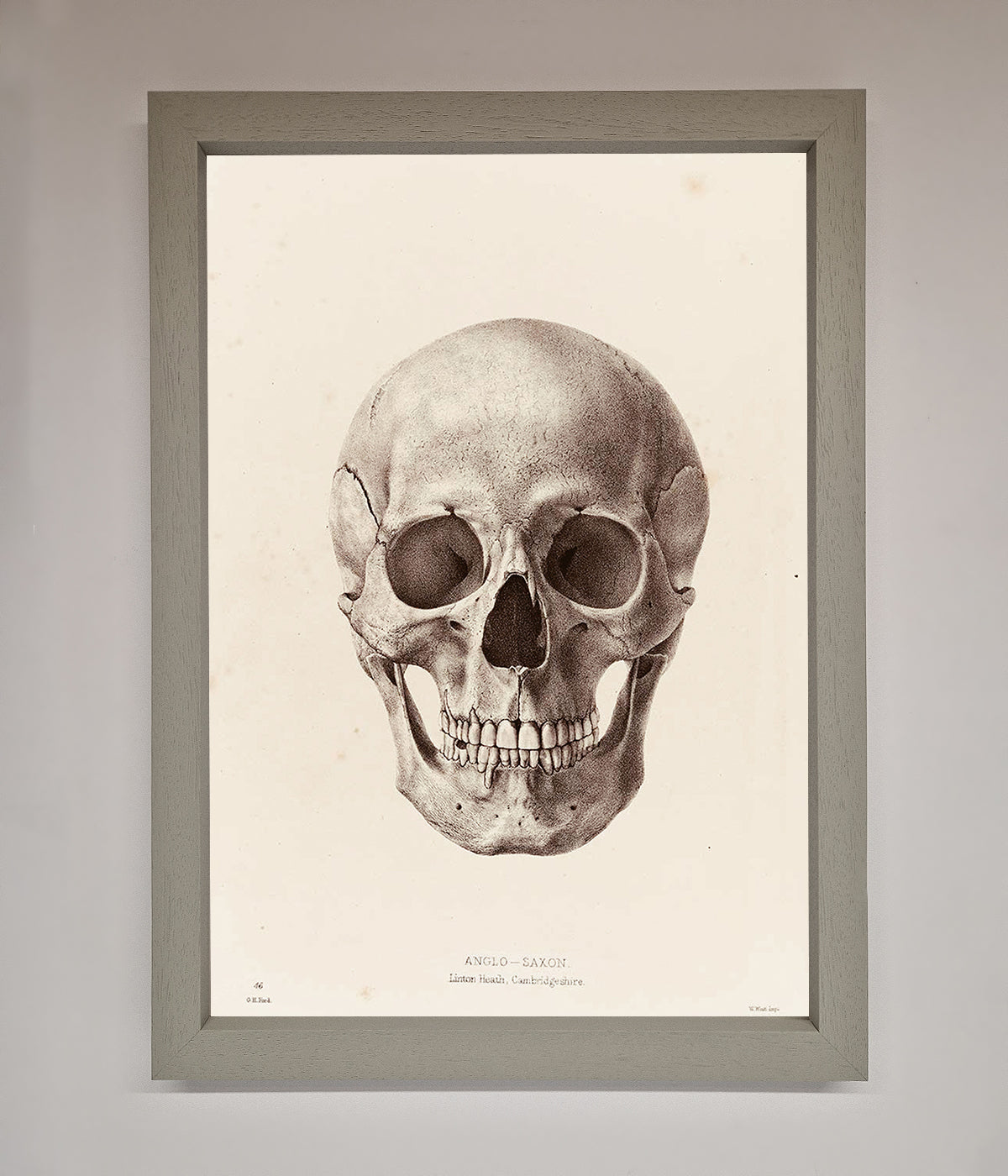 Skull Science Framed Poster print