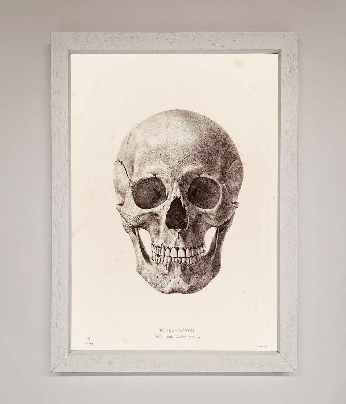 Skull Science Framed Poster print