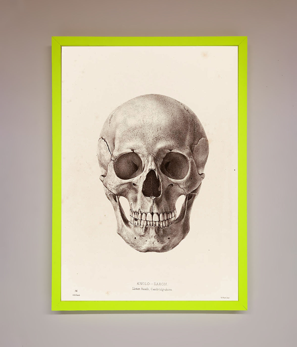 Skull Science Framed Poster print