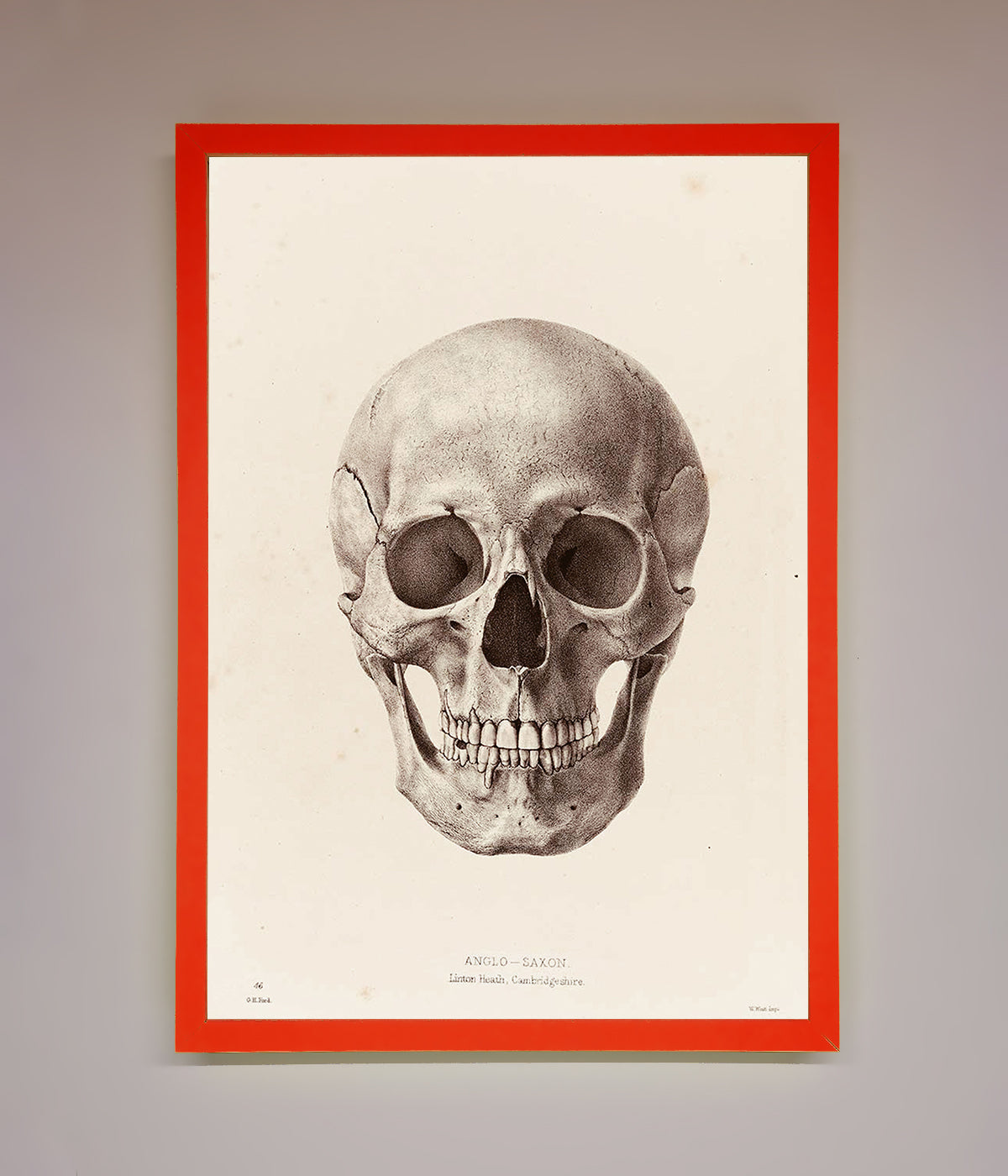 Skull Science Framed Poster print